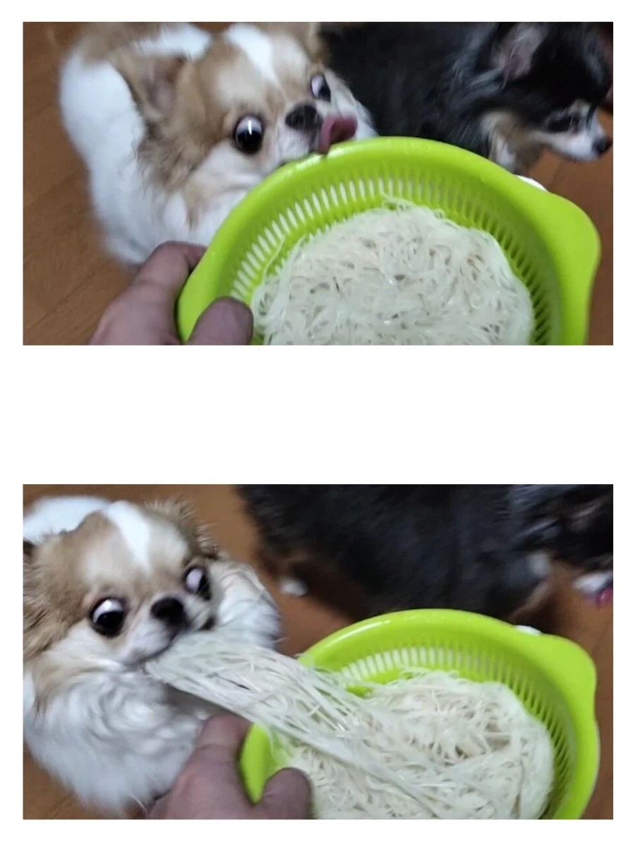 음식을 너무 맛있게 먹는 강아지.jpg_4.webp