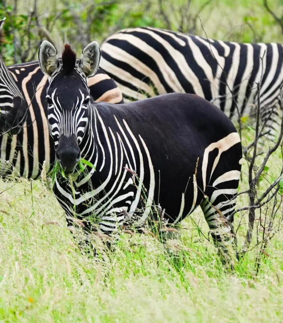 남아공 국립공원에서 얼룩없는 얼룩말이 발견_1.webp