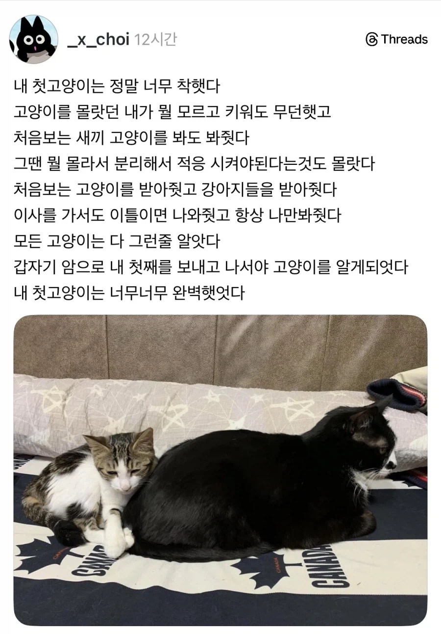 너무 착하고 완벽했던 첫째 고양이.jpg_1.webp