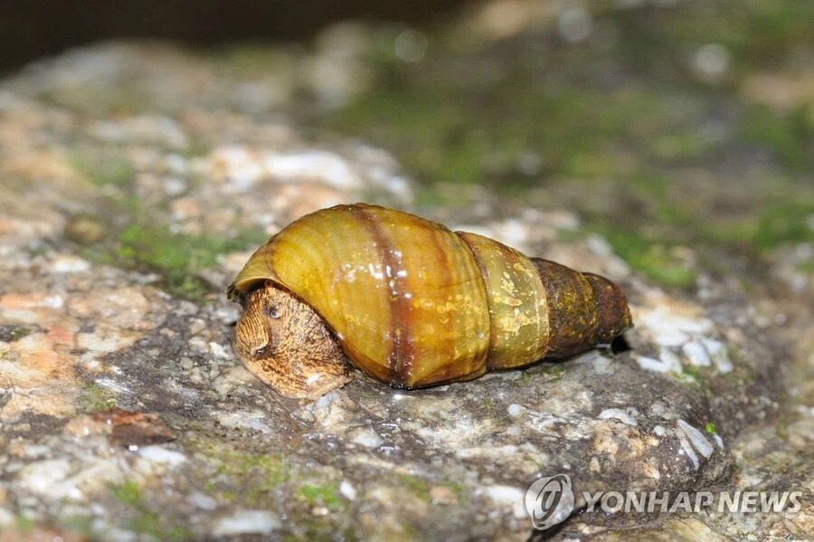 한국에서 매년 10명 이상 사람을 죽이는 야생동물_2.webp