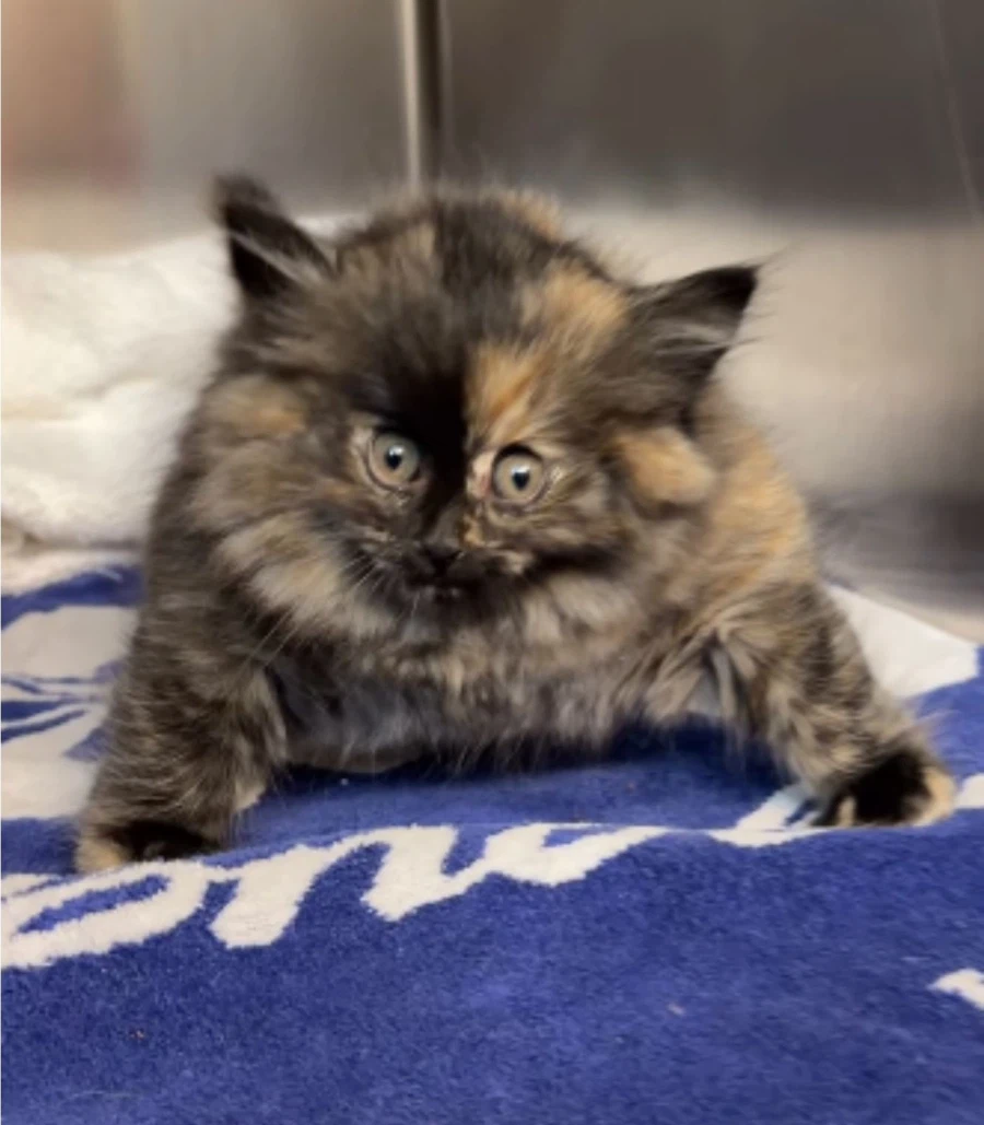 풍선처럼 부풀어오른 아기고양이_1.webp