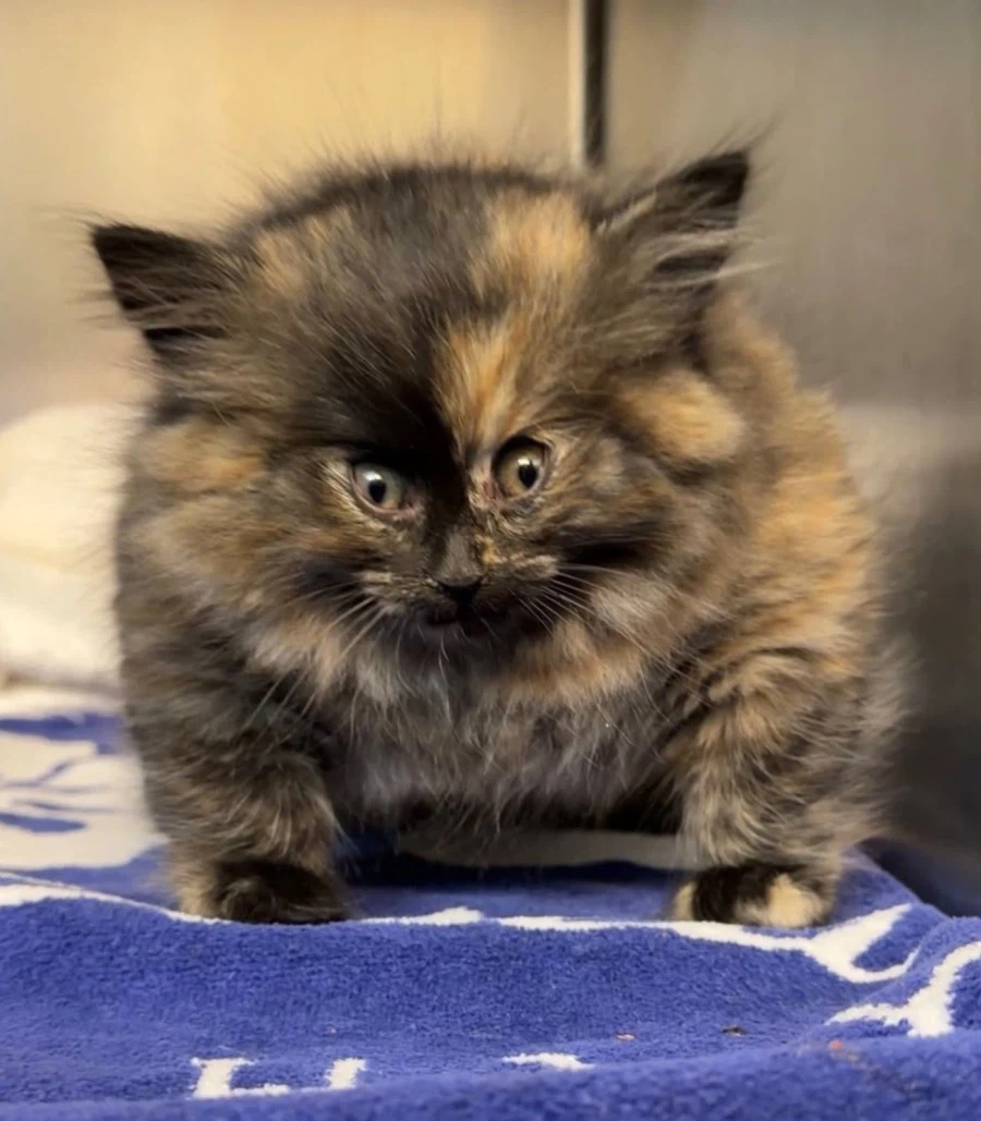 풍선처럼 부풀어오른 아기고양이_2.webp