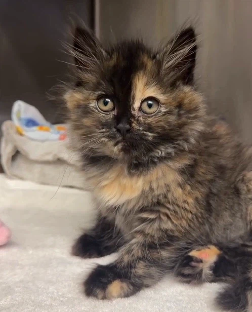 풍선처럼 부풀어오른 아기고양이_3.webp