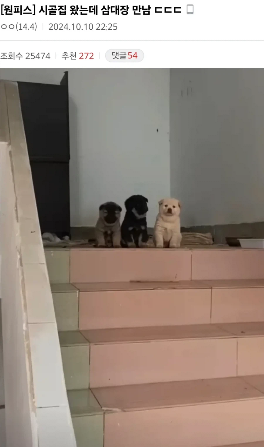 시골집 왔는데 삼대장 만남 .jpg_1.webp