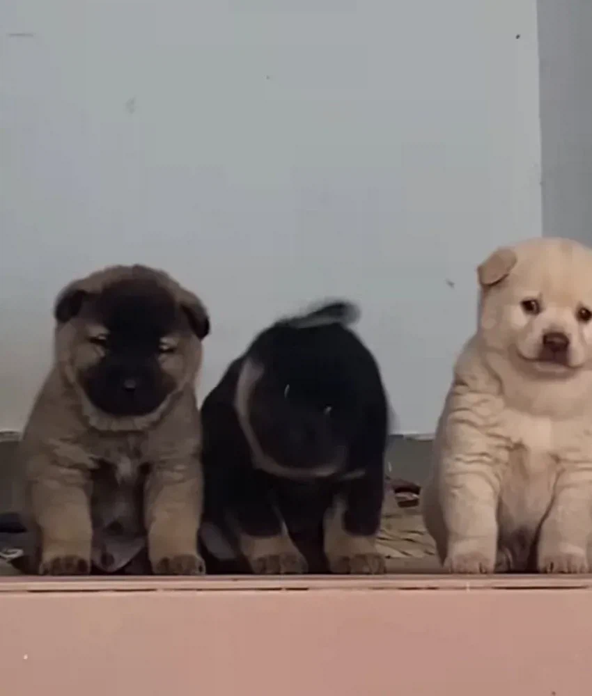 시골집 왔는데 삼대장 만남 .jpg_2.webp