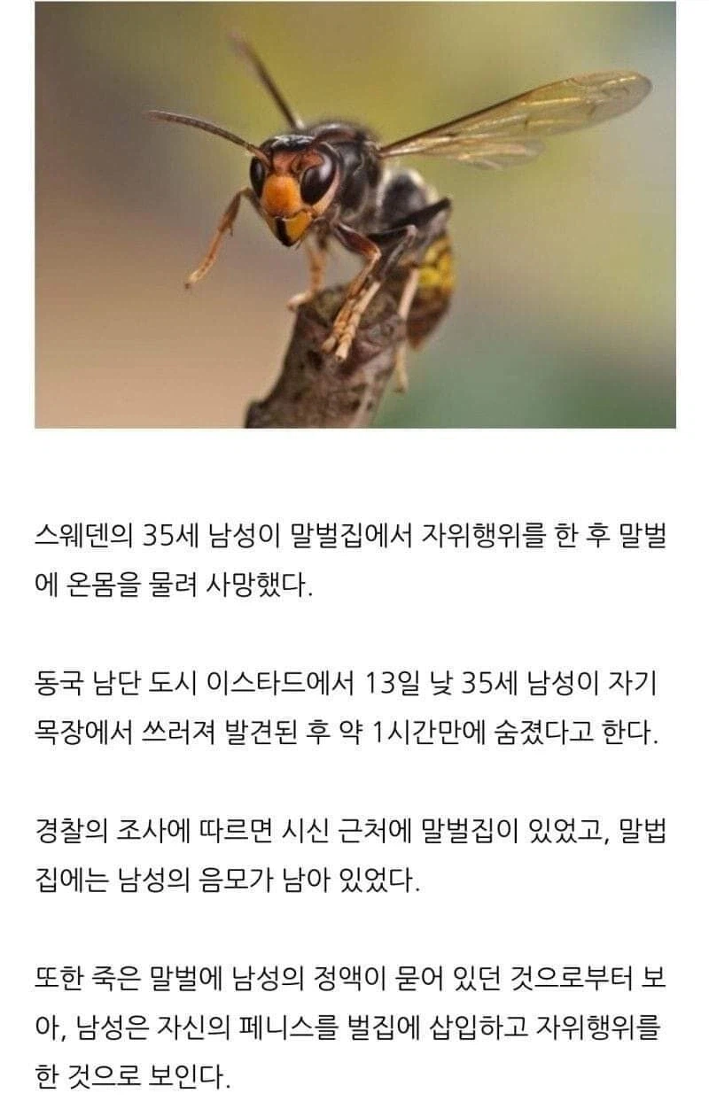 말벌집으로 XX 한 남자_1.webp
