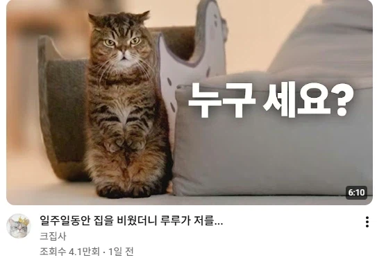 고양이 키워봐야 소용 없다는 이유_1.webp