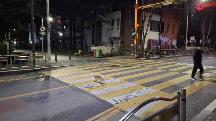 의외로 고양이도 하는거_1.webp