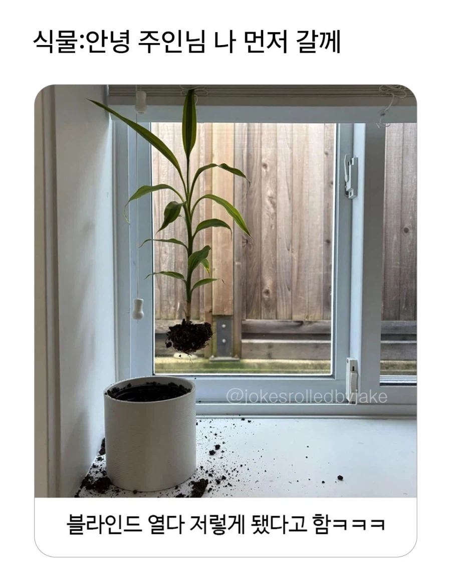 블라인드 열다 교수형 당한 화분.jpg_1.webp