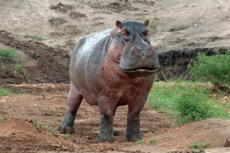 공포) 하마귀신이 ㄹㅇ 무서운 이유_1.webp