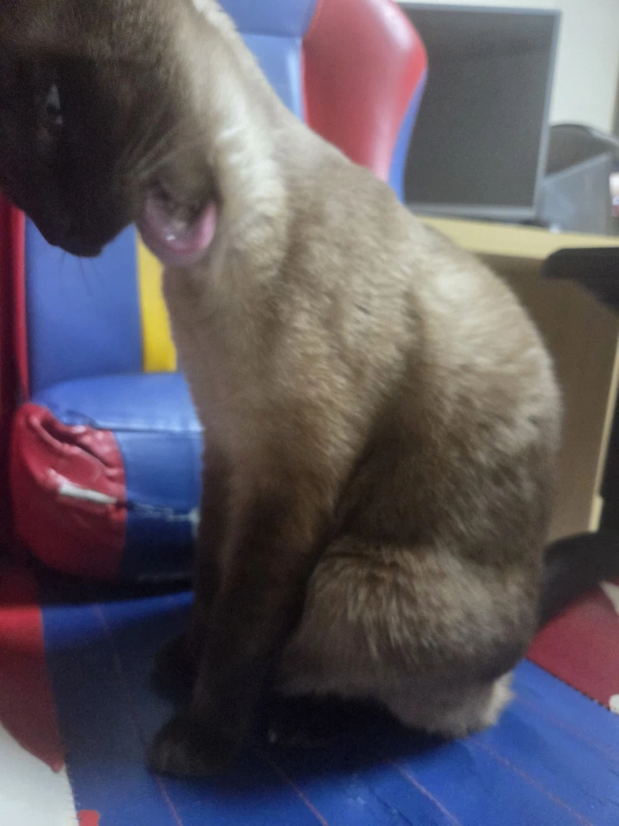 고양이 사진 찍었는데...뭔가...이상한..._1.webp