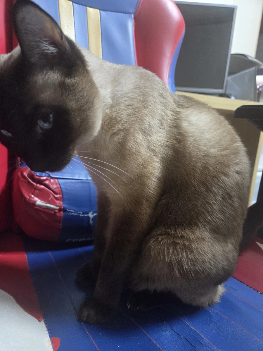 고양이 사진 찍었는데...뭔가...이상한..._3.webp