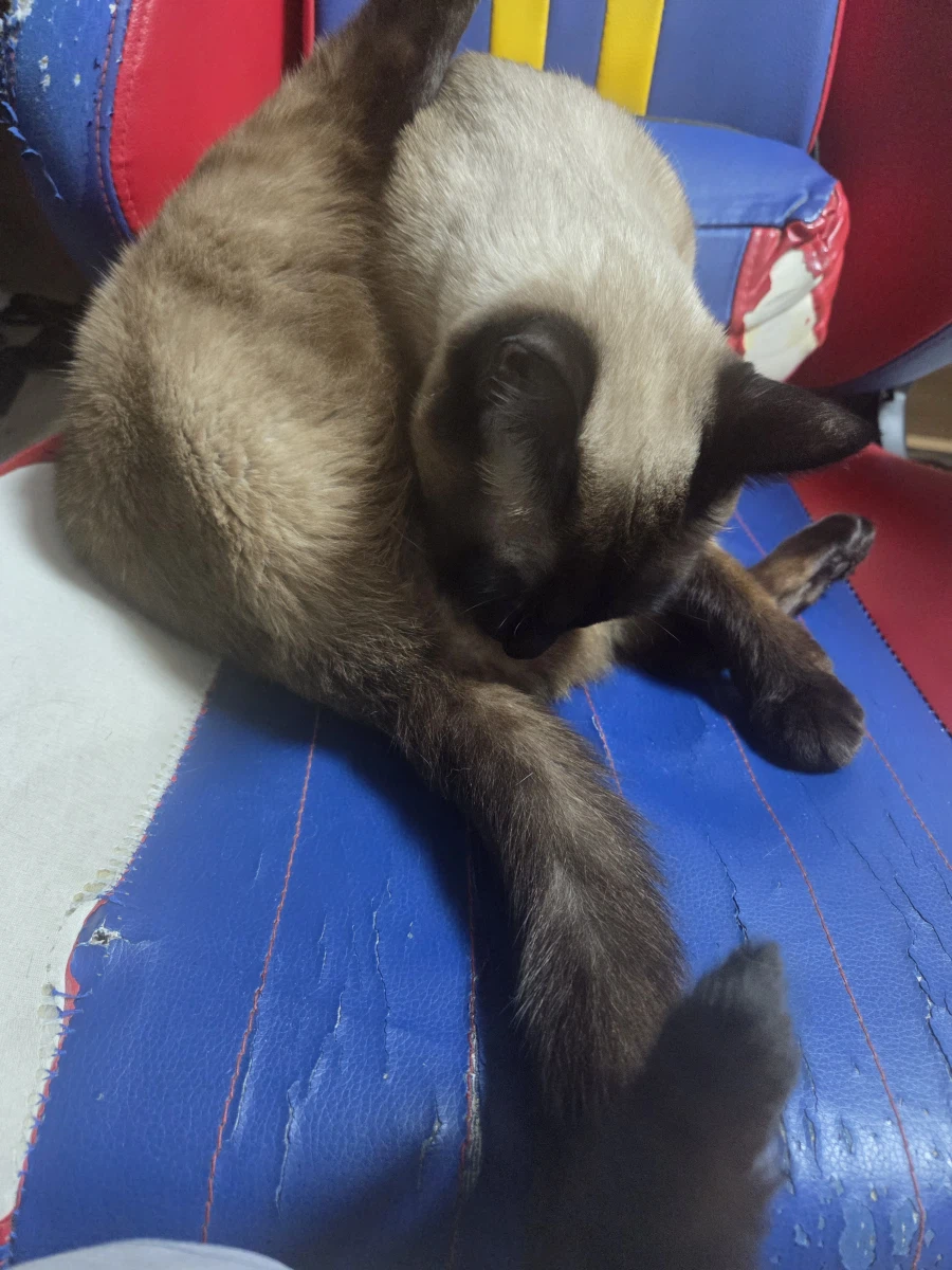 고양이 사진 찍었는데...뭔가...이상한..._5.webp