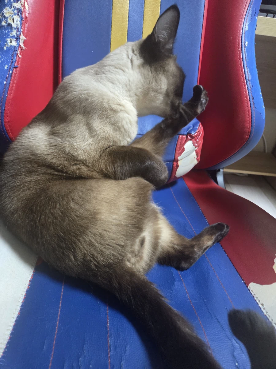 고양이 사진 찍었는데...뭔가...이상한..._6.webp