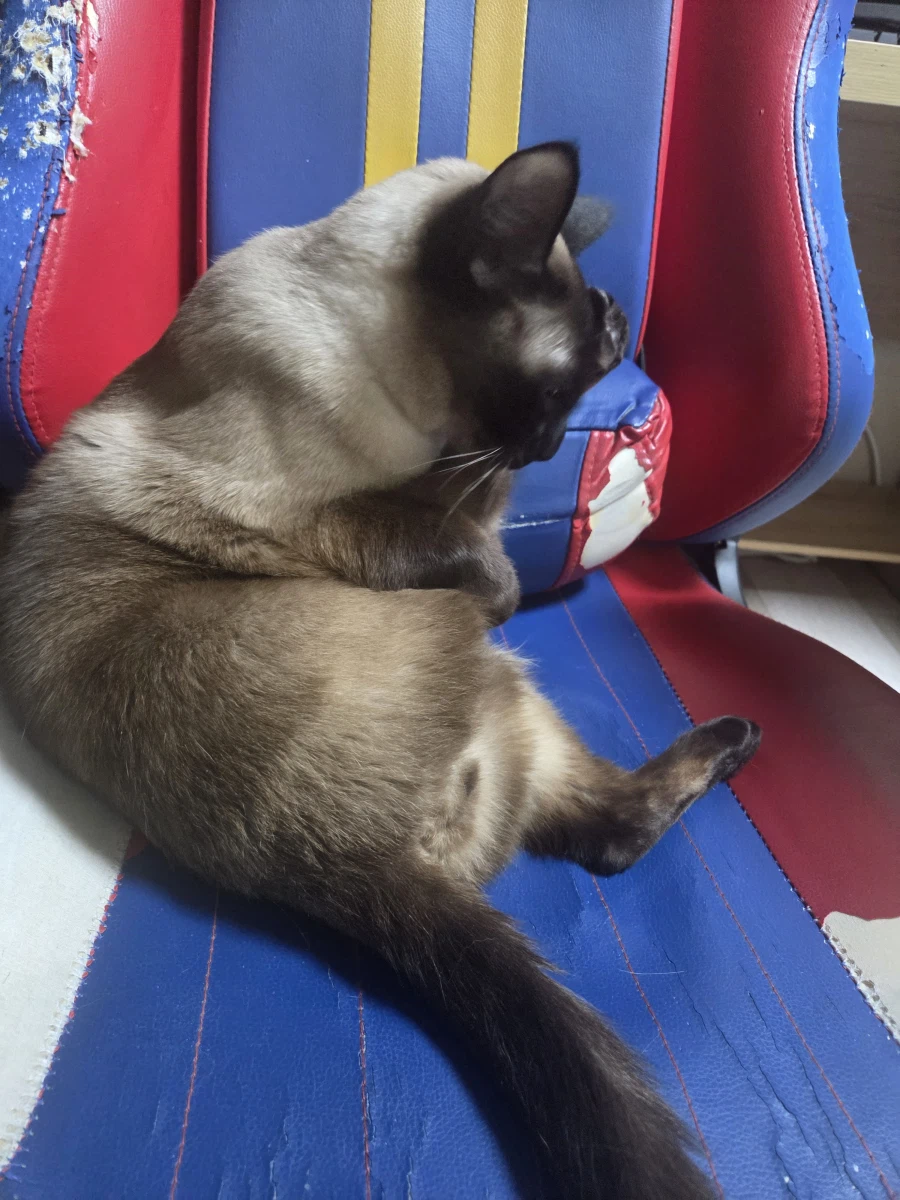 고양이 사진 찍었는데...뭔가...이상한..._7.webp