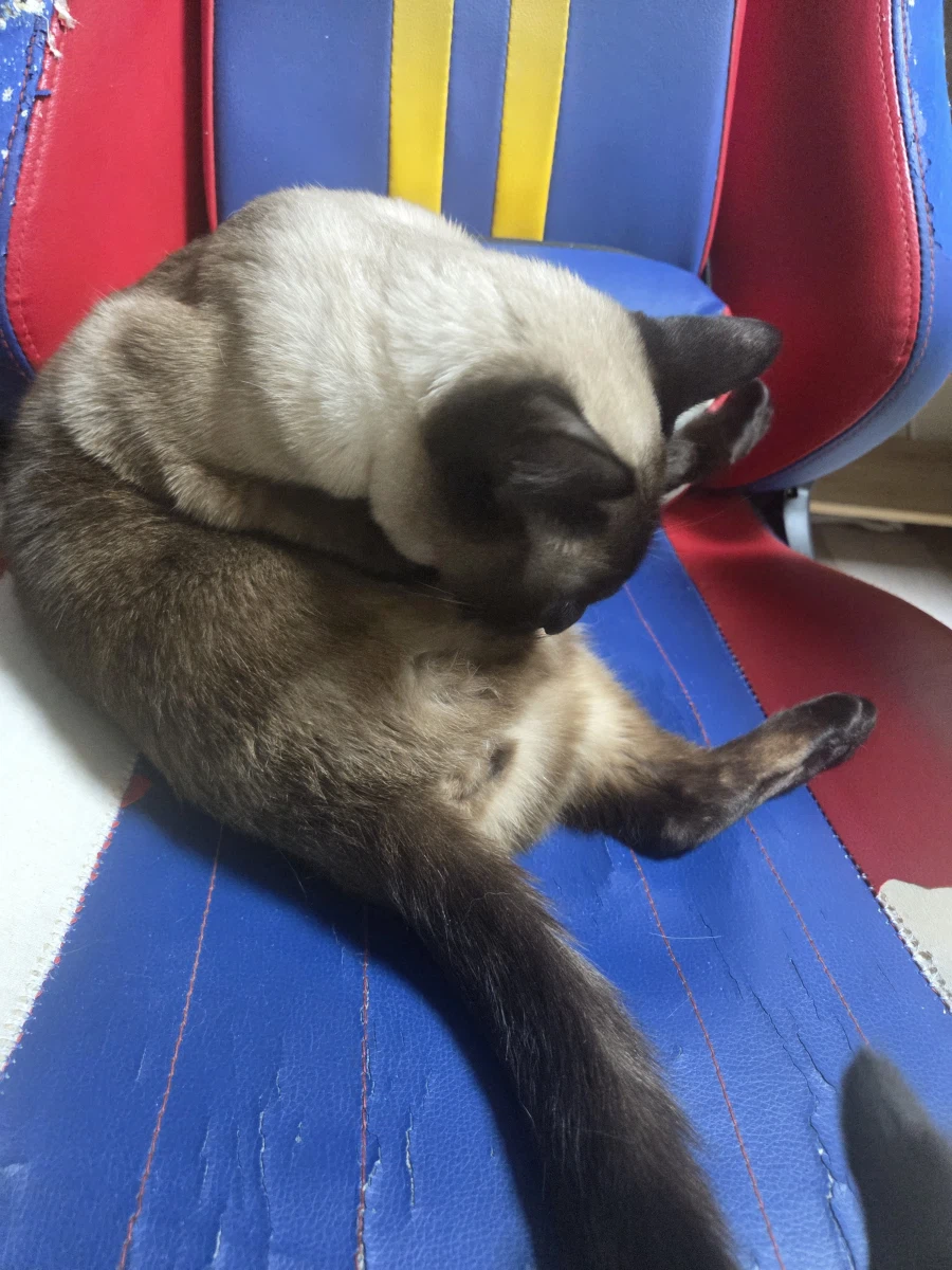 고양이 사진 찍었는데...뭔가...이상한..._8.webp