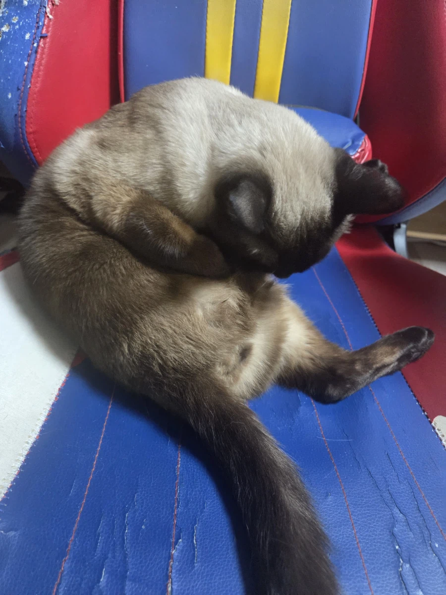 고양이 사진 찍었는데...뭔가...이상한..._9.webp