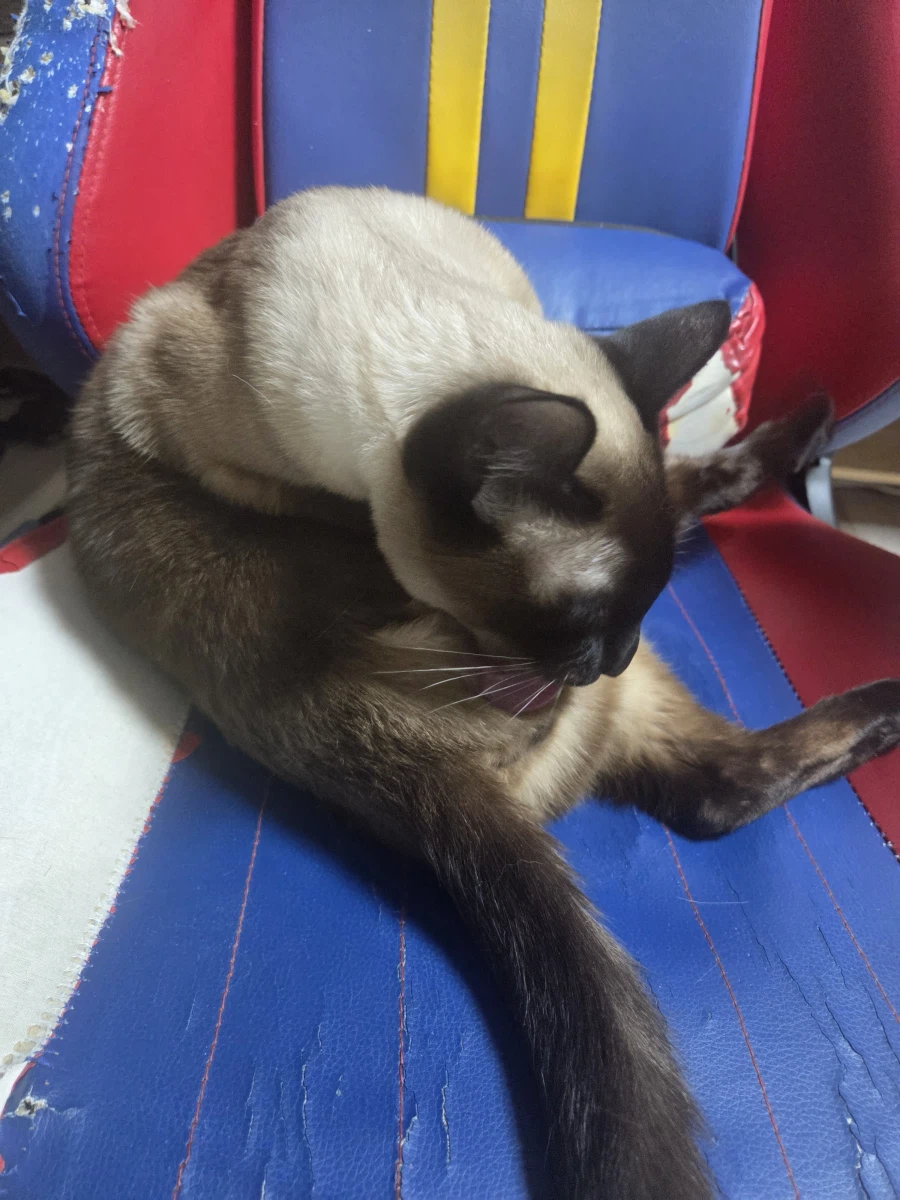 고양이 사진 찍었는데...뭔가...이상한..._10.webp