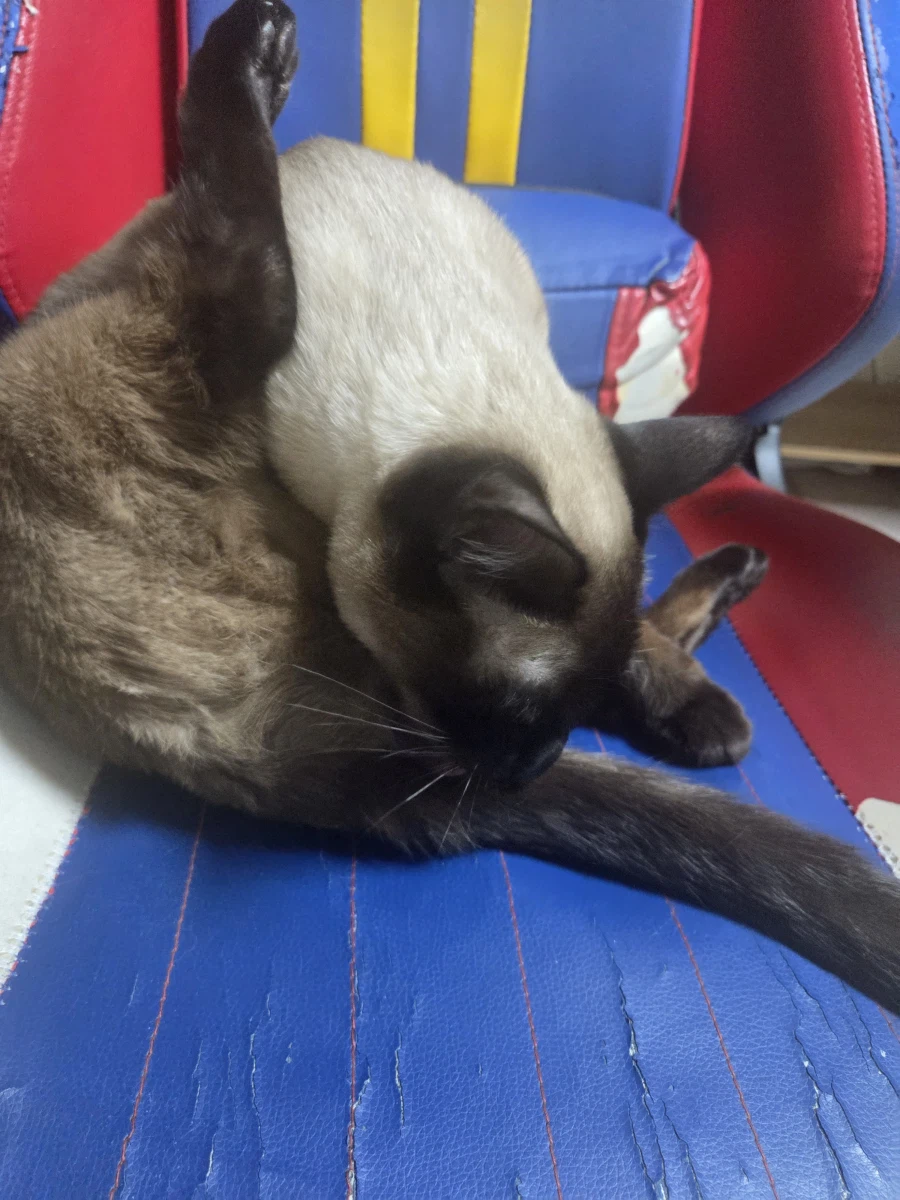 고양이 사진 찍었는데...뭔가...이상한..._11.webp