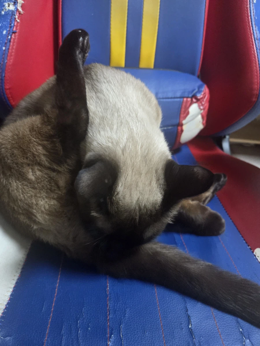 고양이 사진 찍었는데...뭔가...이상한..._12.webp