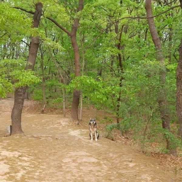 산에서 길잃은 사람을 도와준 유기견.jpg_5.webp