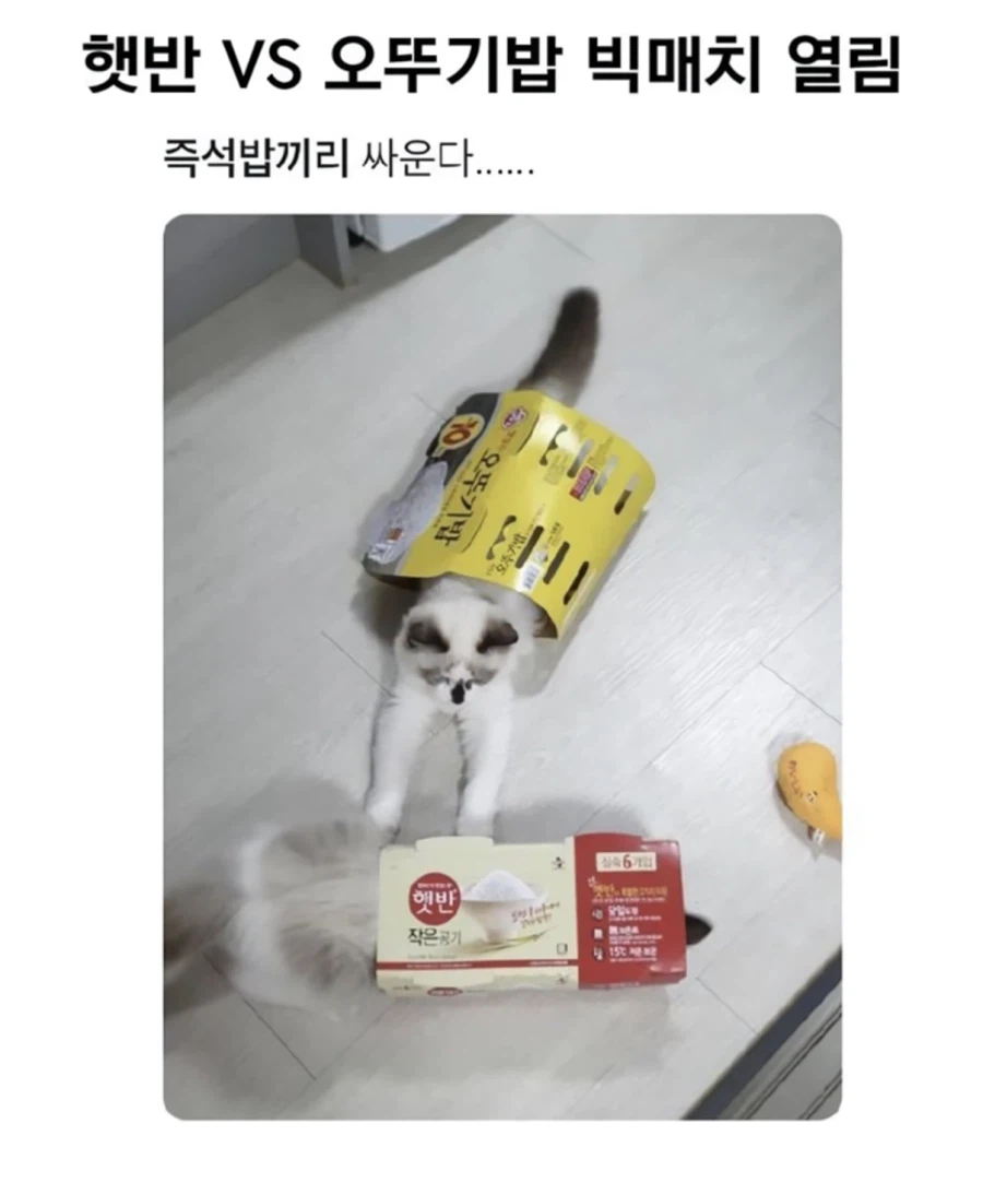 햇반 VS 오뚜기밥_1.webp