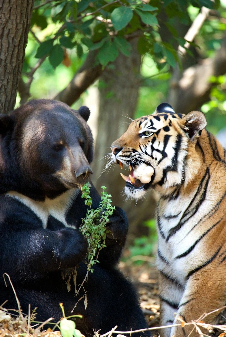 호랑이 : 맛있냐?_2.webp
