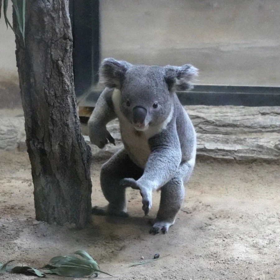 이녀석 안에 틀림없이 사람 들어있다_1.webp