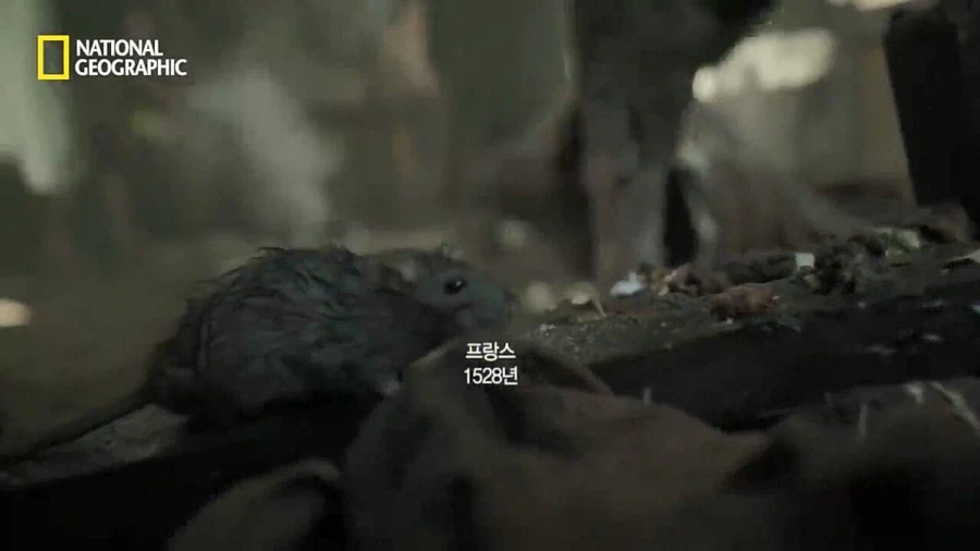 인류가 흑사병에 대처하기 시작한 방법.jpg_1.webp