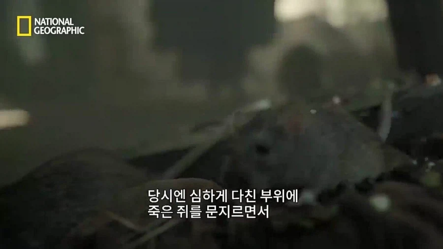 인류가 흑사병에 대처하기 시작한 방법.jpg_4.webp