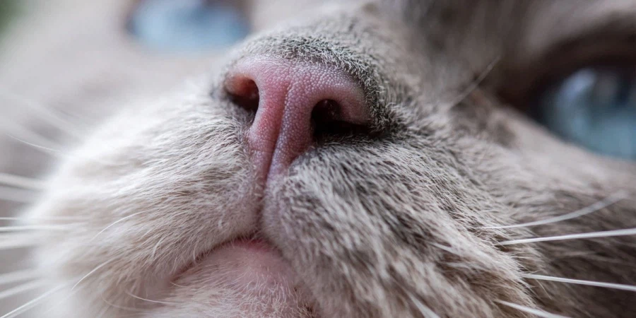 개인적으로 고양이 부위중 좋아하는 부위_1.webp