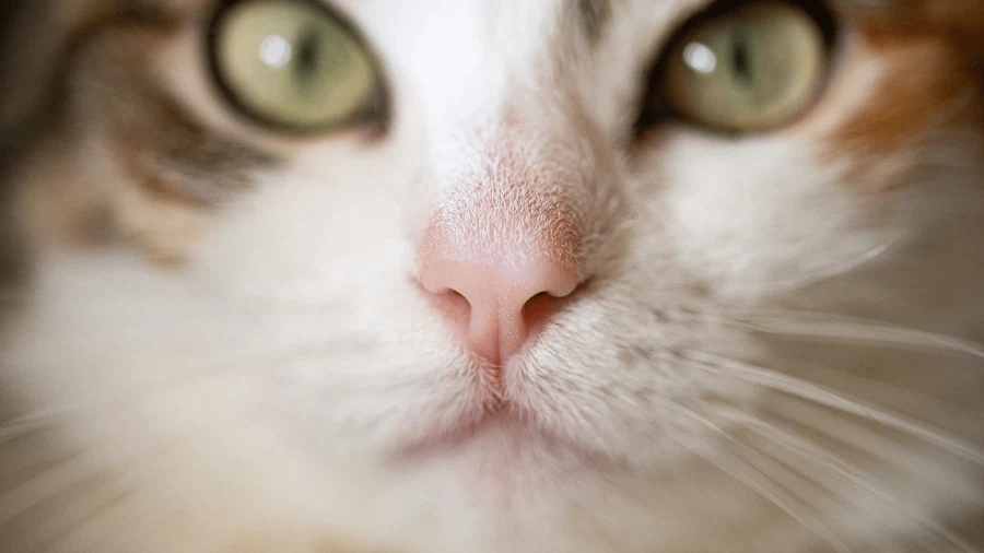 개인적으로 고양이 부위중 좋아하는 부위_3.webp