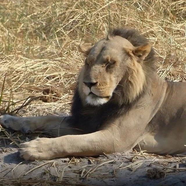 왕따 당한다는 불쌍한 사자_1.webp