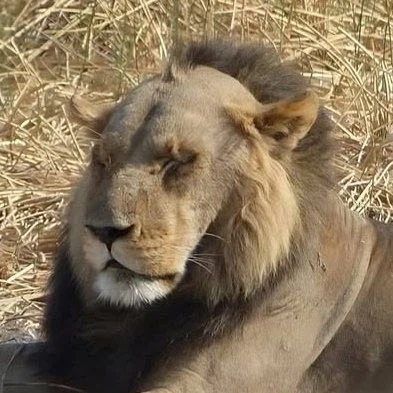 왕따 당한다는 불쌍한 사자_2.webp