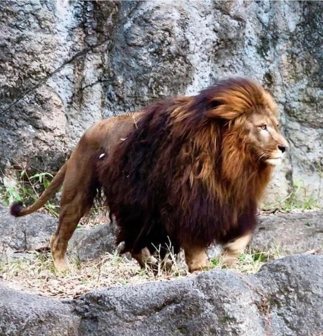 풍성충과 대머리가 존재하는 동물_1.webp