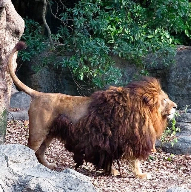 풍성충과 대머리가 존재하는 동물_2.webp