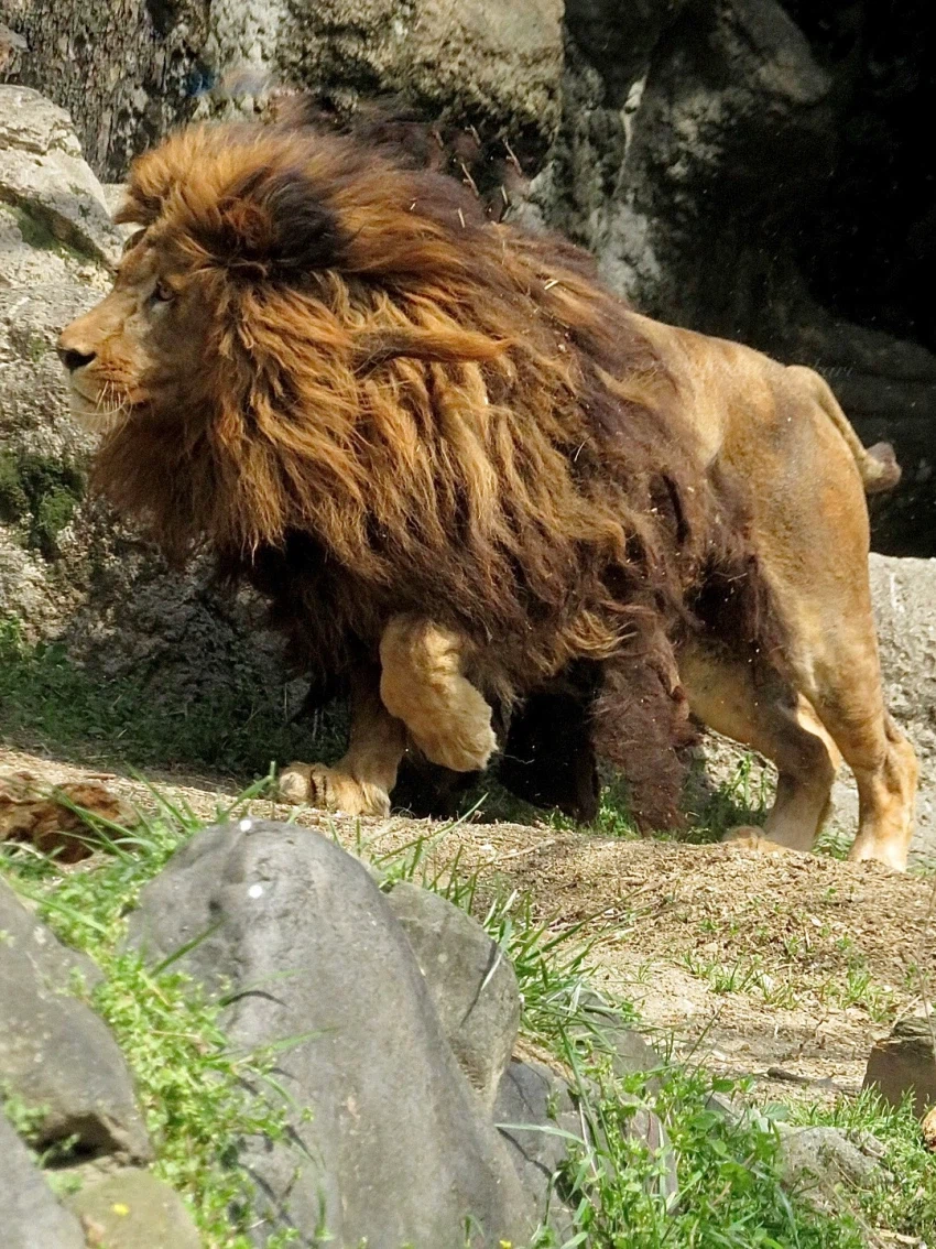 풍성충과 대머리가 존재하는 동물_3.webp