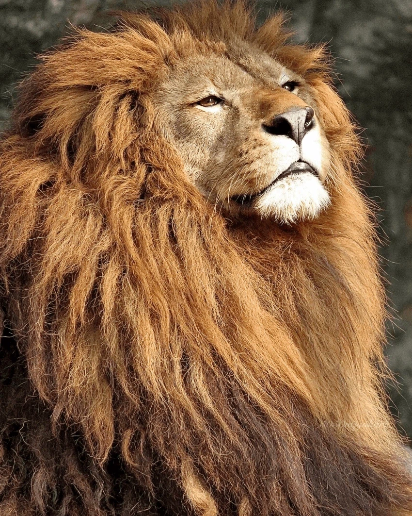 풍성충과 대머리가 존재하는 동물_4.webp