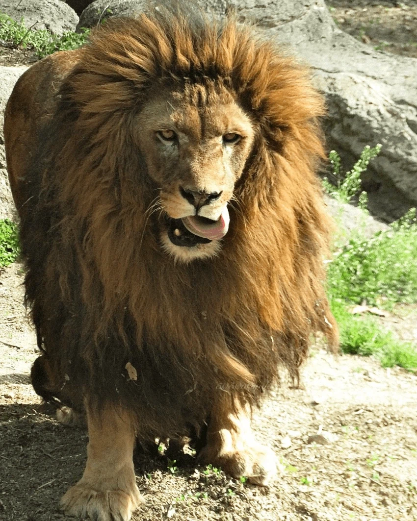 풍성충과 대머리가 존재하는 동물_5.webp