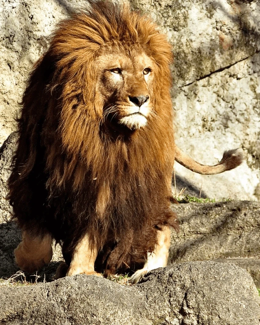 풍성충과 대머리가 존재하는 동물_6.webp