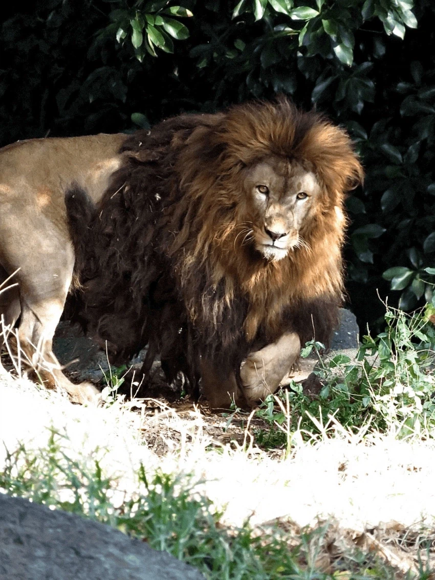 풍성충과 대머리가 존재하는 동물_8.webp