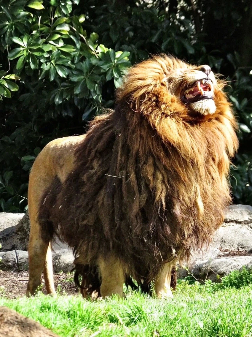 풍성충과 대머리가 존재하는 동물_9.webp