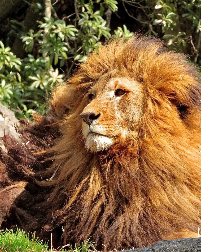 풍성충과 대머리가 존재하는 동물_11.webp