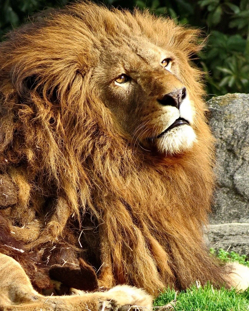 풍성충과 대머리가 존재하는 동물_12.webp