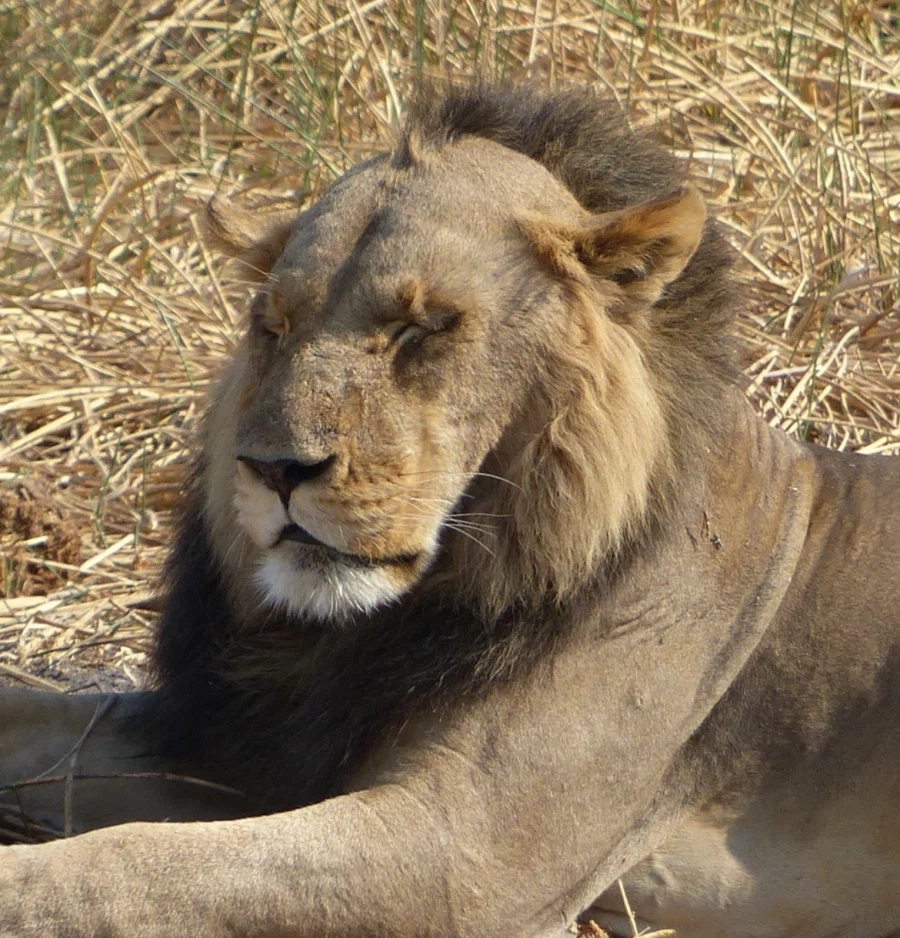 풍성충과 대머리가 존재하는 동물_13.webp