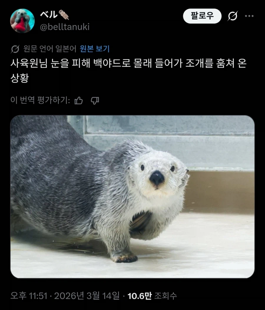 조개를 훔치다 걸려버린 해달.twit_1.webp