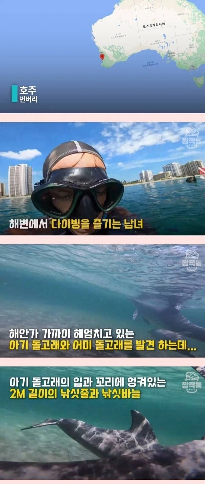 새끼를 구하려는 돌고래를 본 반응.jpg_1.webp