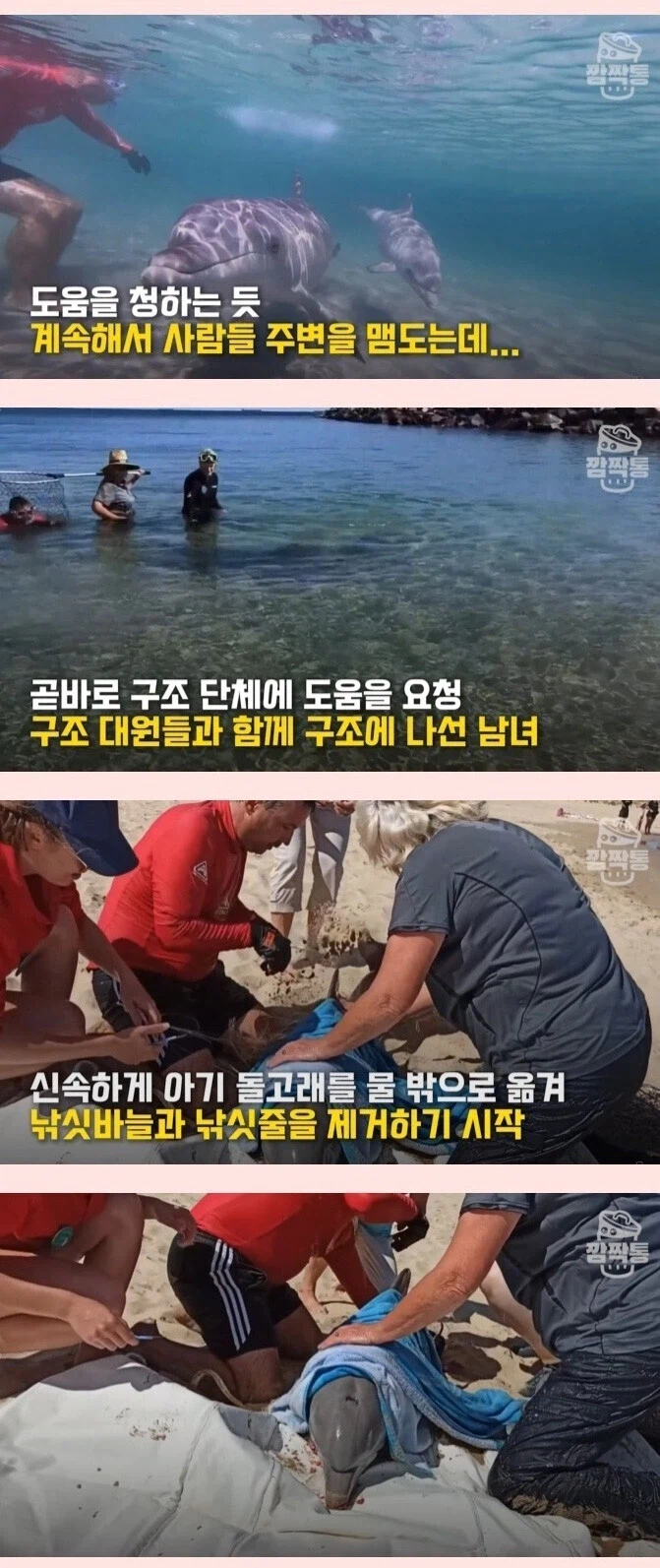 새끼를 구하려는 돌고래를 본 반응.jpg_2.webp
