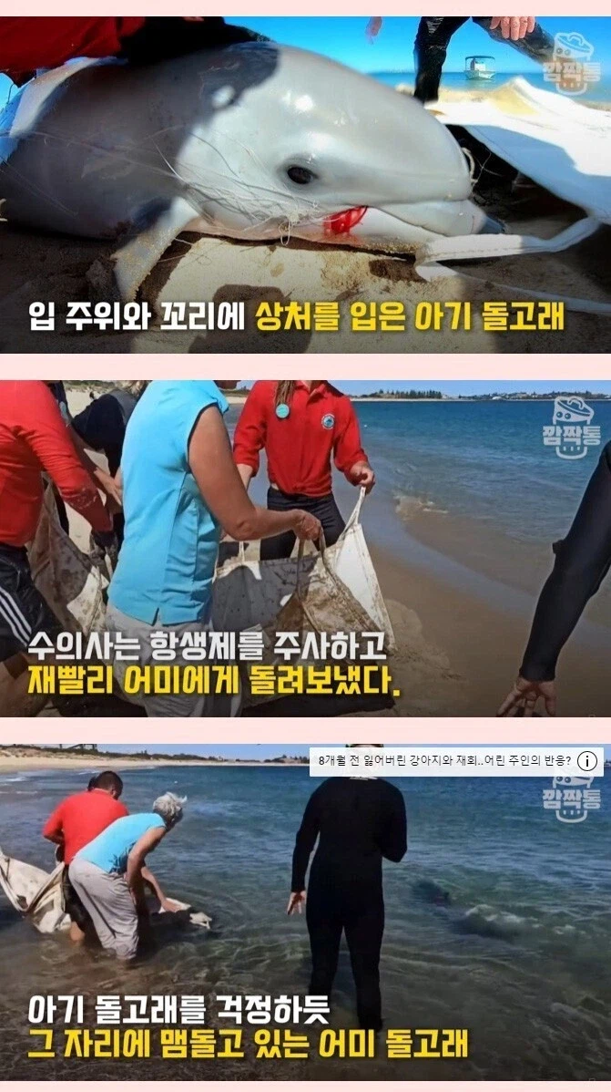 새끼를 구하려는 돌고래를 본 반응.jpg_3.webp