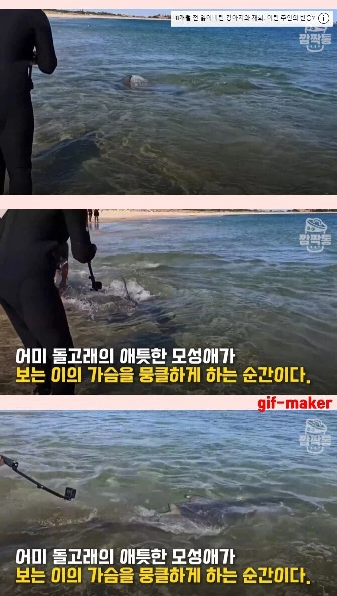 새끼를 구하려는 돌고래를 본 반응.jpg_4.webp